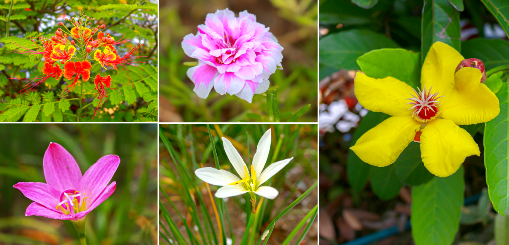 Clockwise from left: Peacock flower, moss rose, red beech, white rain lily, and pink rain lily