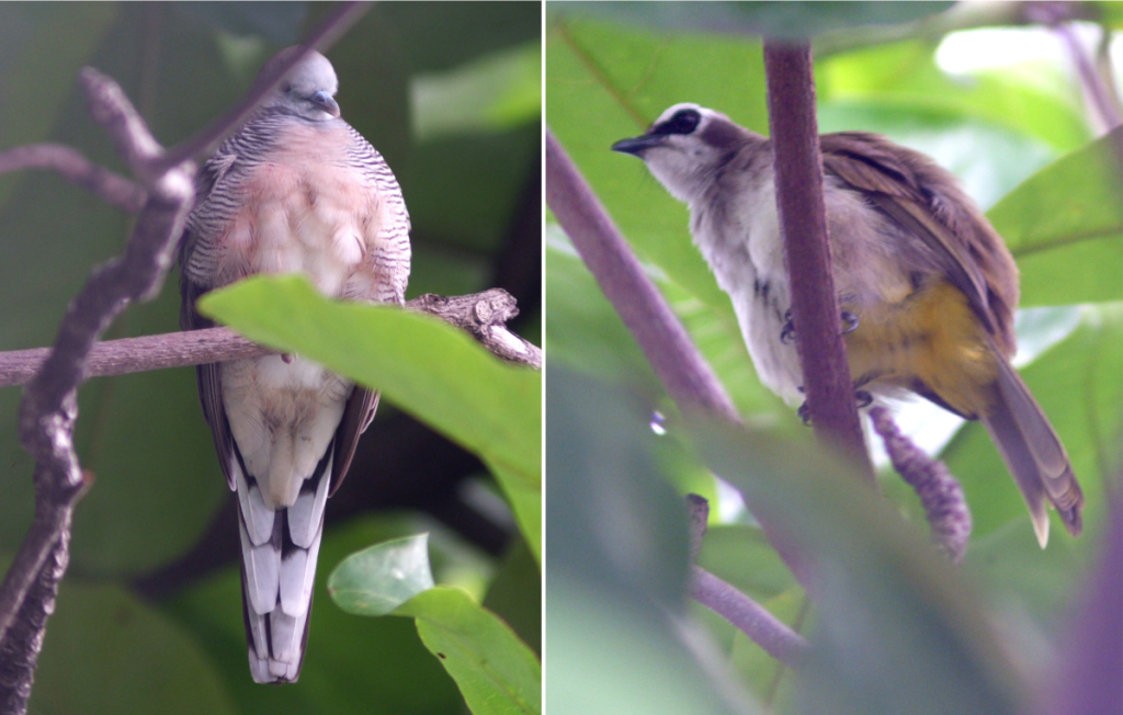 Zebra Dove and Yellow-vented Bulbul