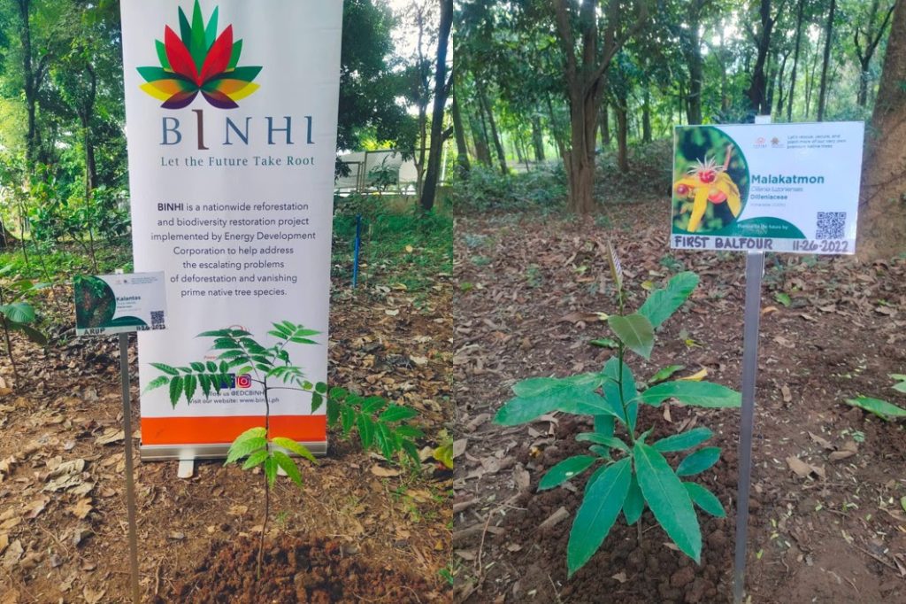 Seedlings planted in Antipolo: (Left) Kalantas for ARUP FC and (Right) Malakatmon for First Balfour FC 